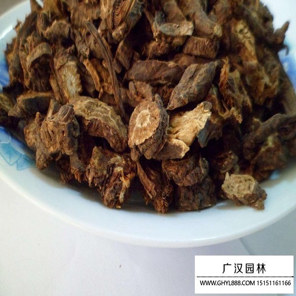 羌活種子