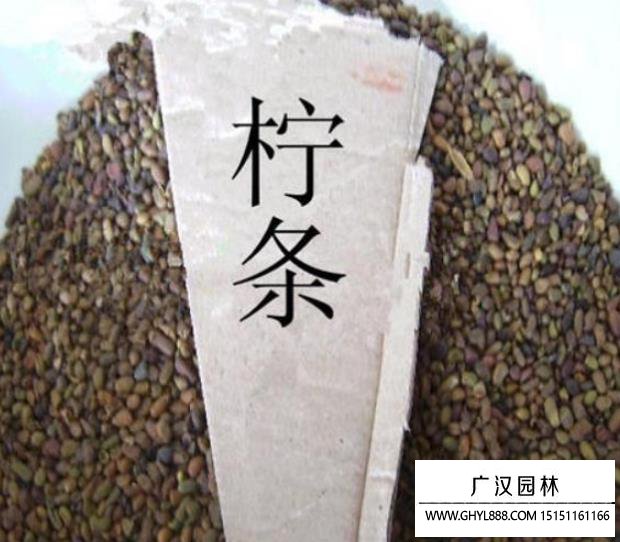 檸條種子