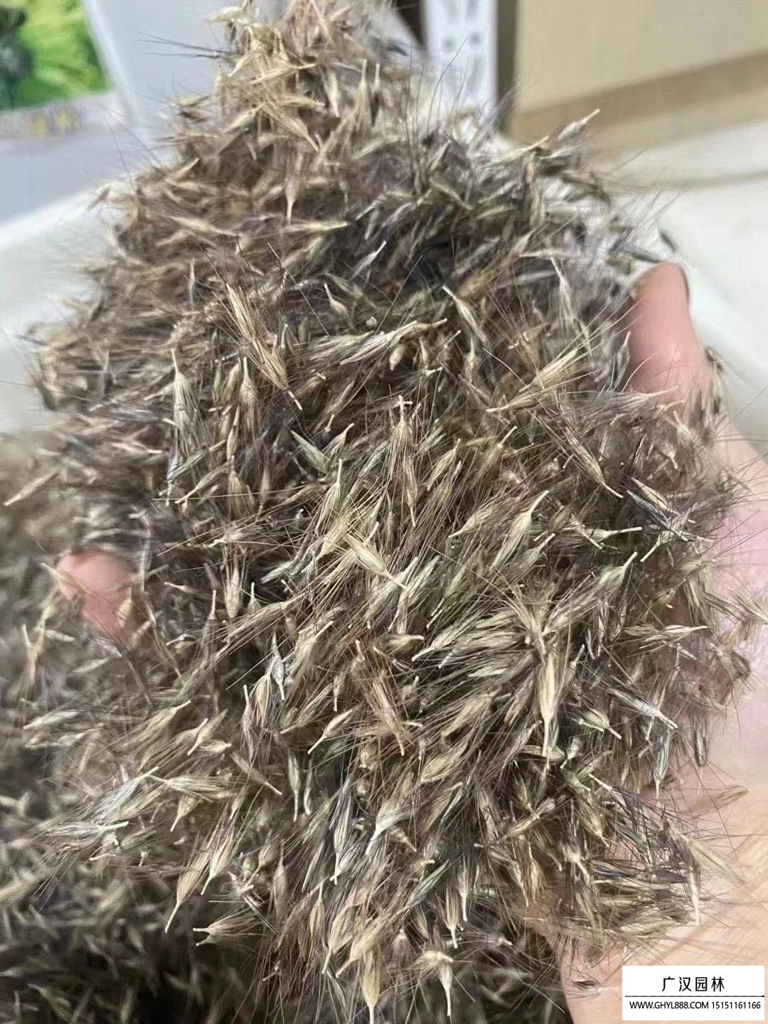 狼尾草種子
