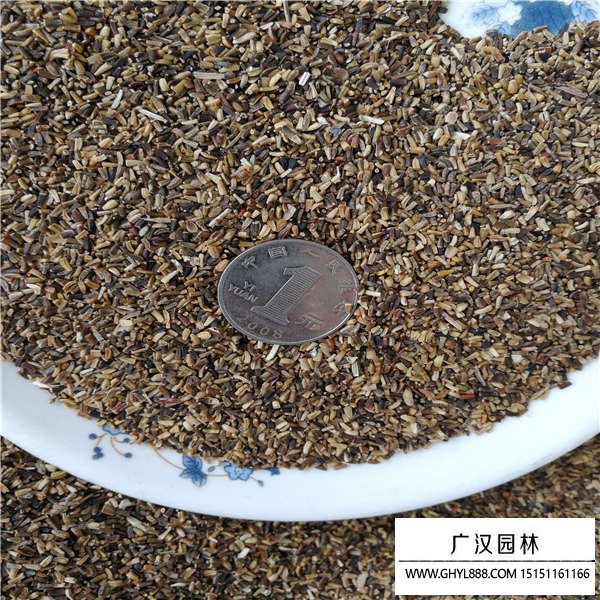 菊苣裸種子