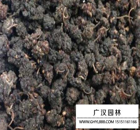 果桑種子