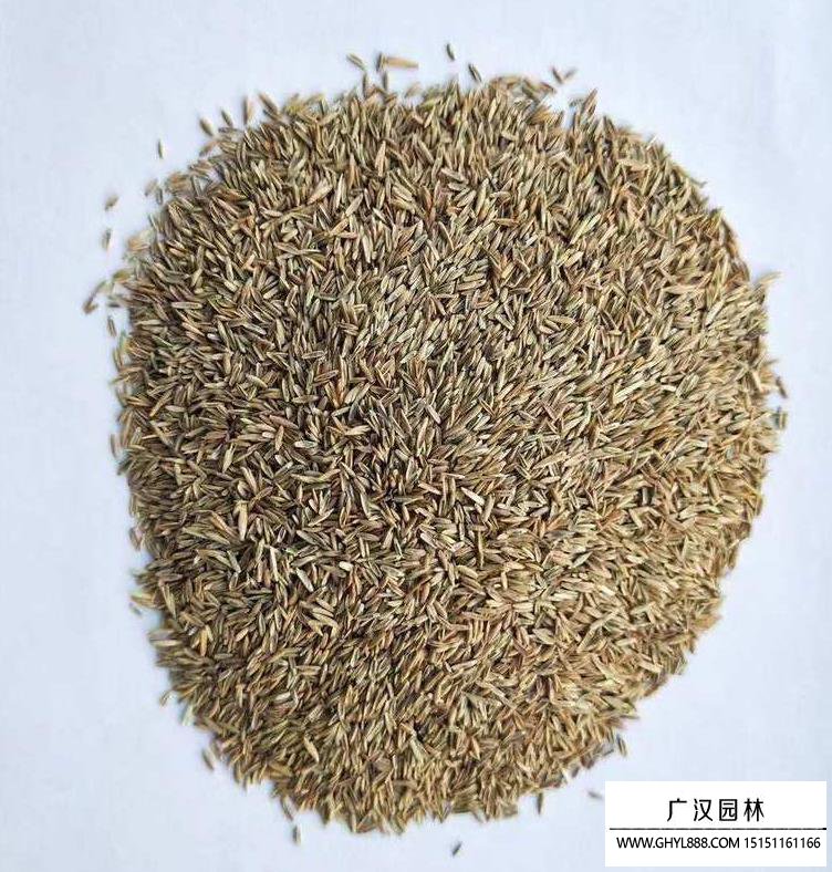 果嶺草種子