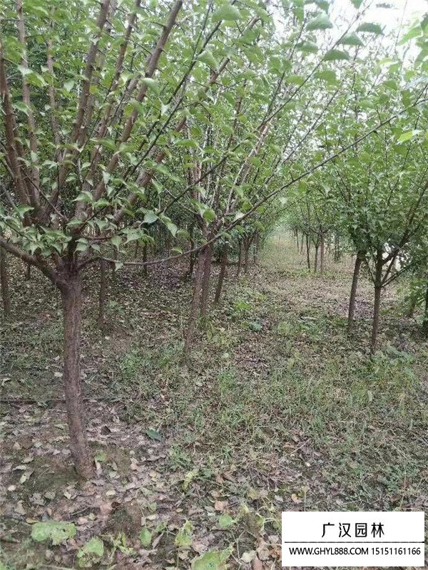 紅梅