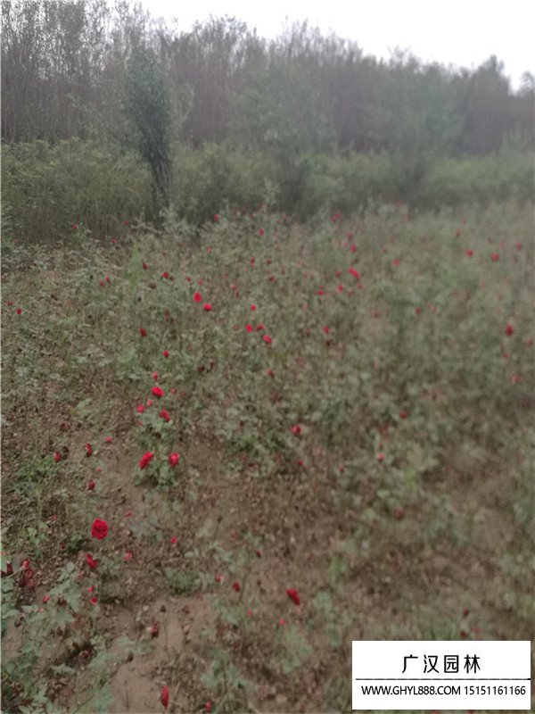 紅帽月季