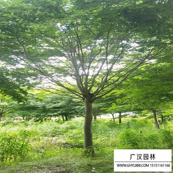 紅櫸樹