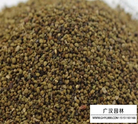 半枝蓮種子