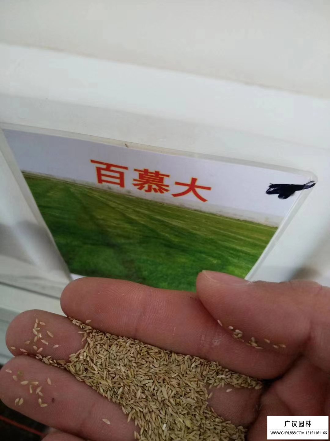 百慕大種子