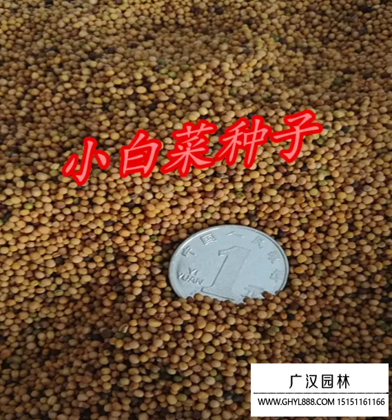 小白菜種子
