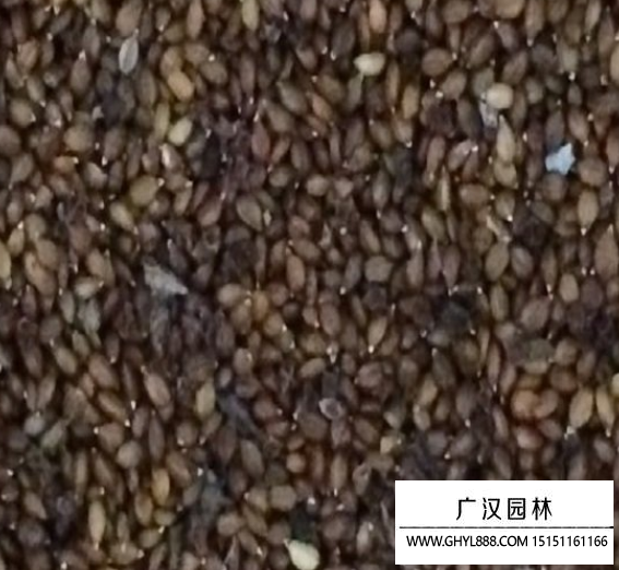 夏枯球種子