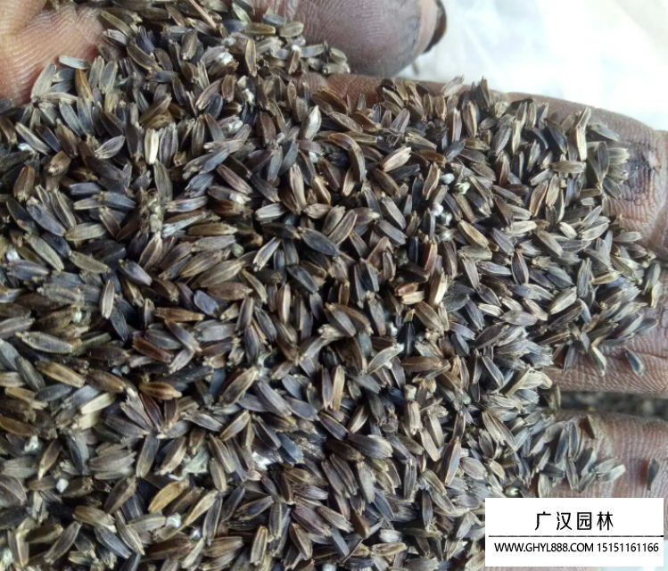 甜菜種子