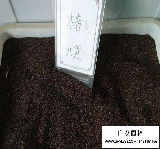 桔梗種子