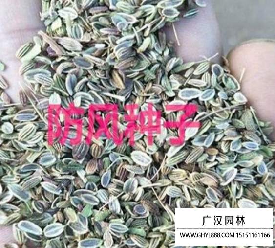 防風種子
