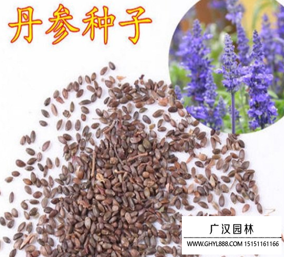 丹參種子