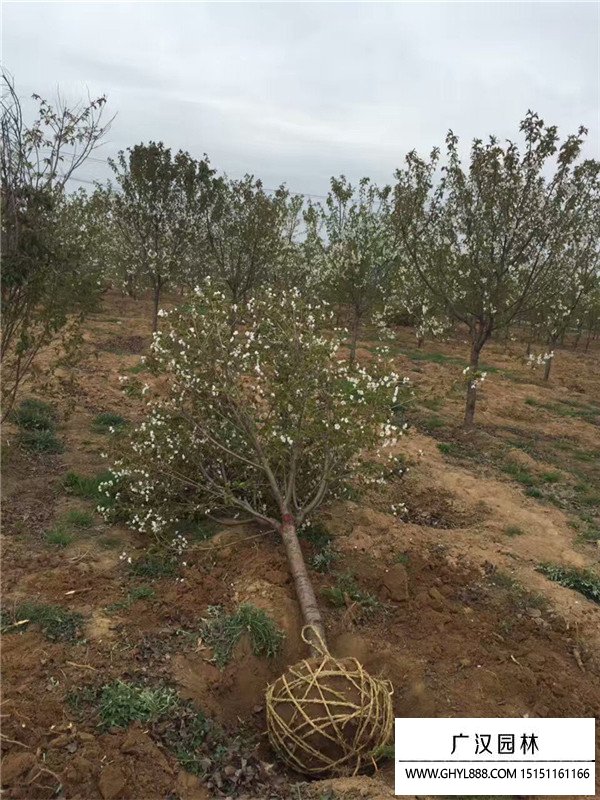 櫻花樹