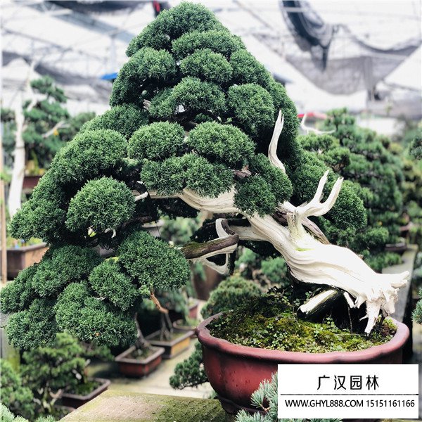 濟州真柏