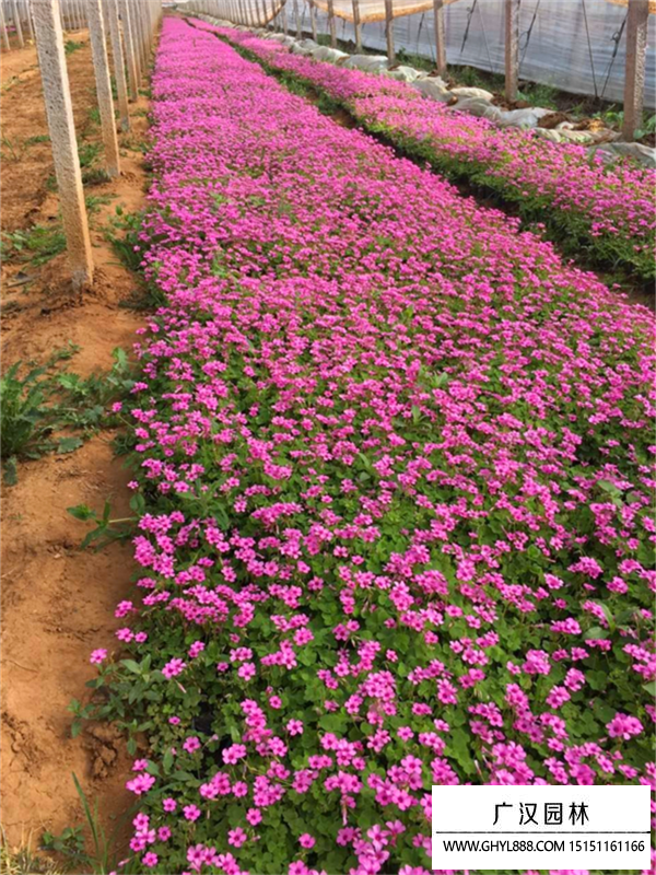紅花醡漿草