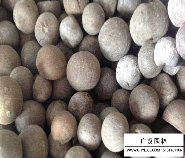 茶花種子