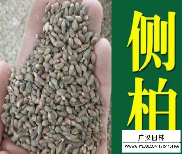 側柏種子