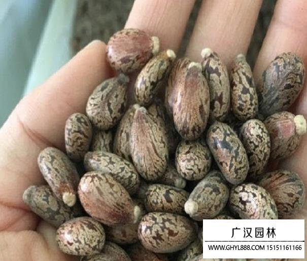 蓖麻種子
