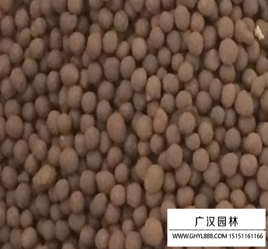 紫蘇種子