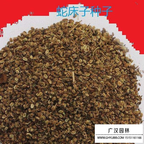 蛇床子種子
