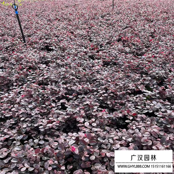 紅花繼木