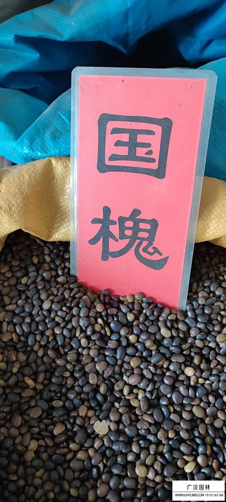國槐種子