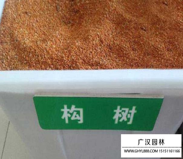 構樹種子