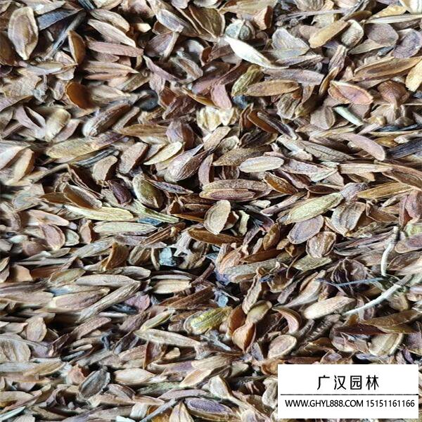 丁香種子