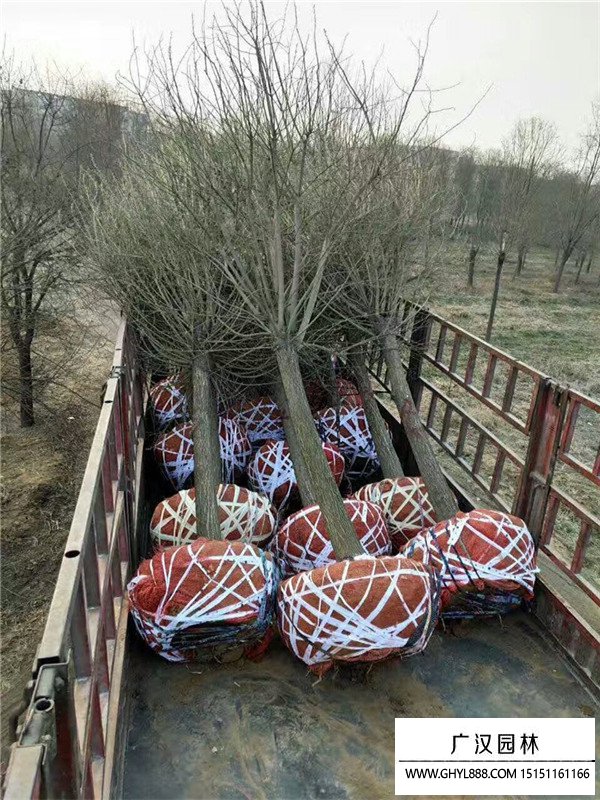 絲棉木