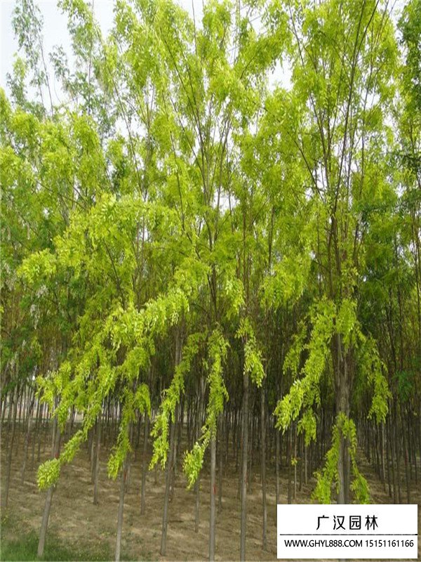 槐花樹