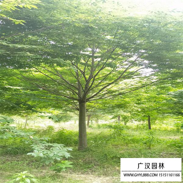 紅櫸
