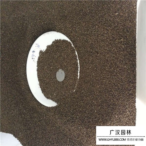千鳥草種子