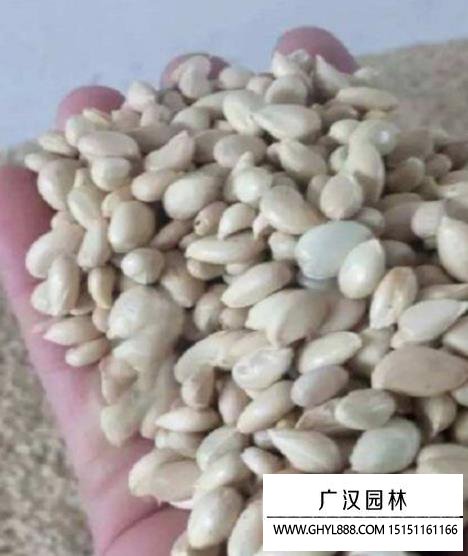積殼種子