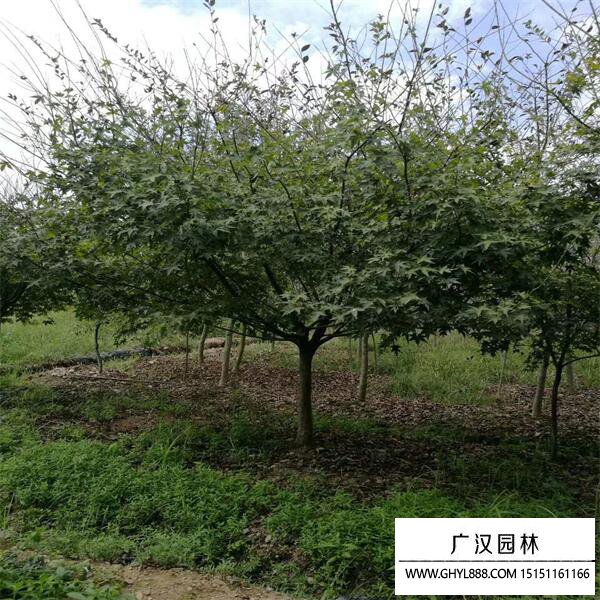 雞爪槭