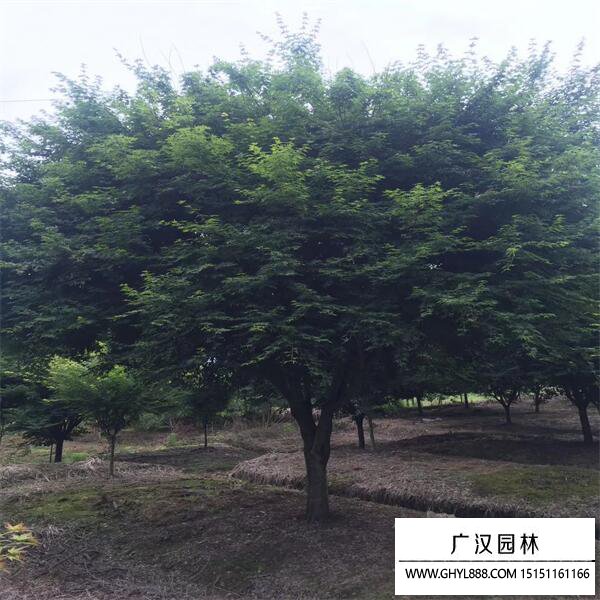 雞爪槭