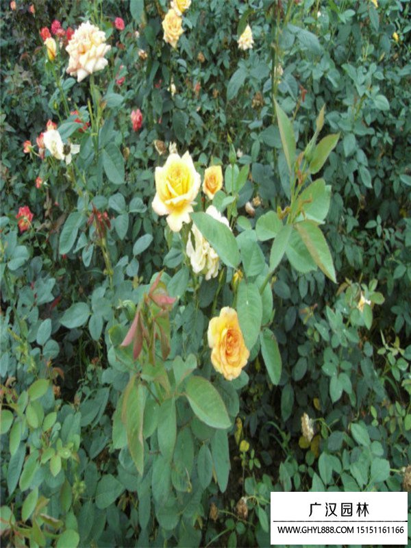 黃帽月季