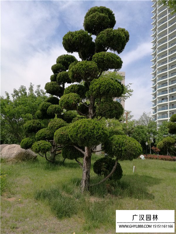 造型龍柏