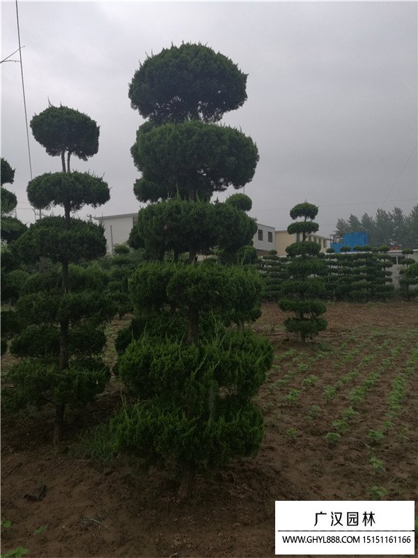 造型龍柏