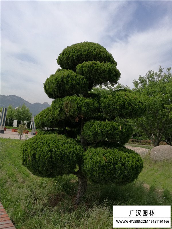 造型龍柏