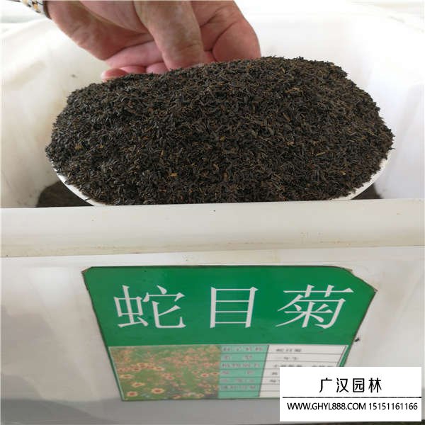 蛇目菊種子