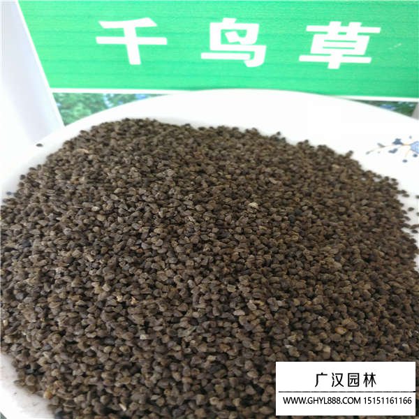 千鳥草籽