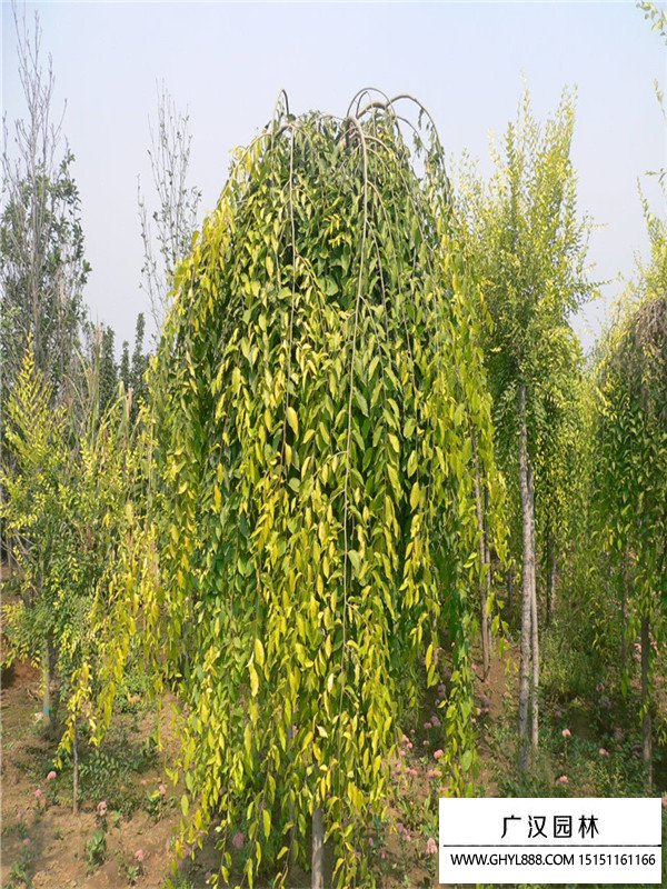 黃金垂榆