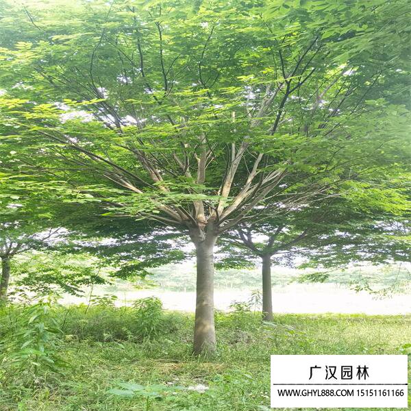 紅櫸