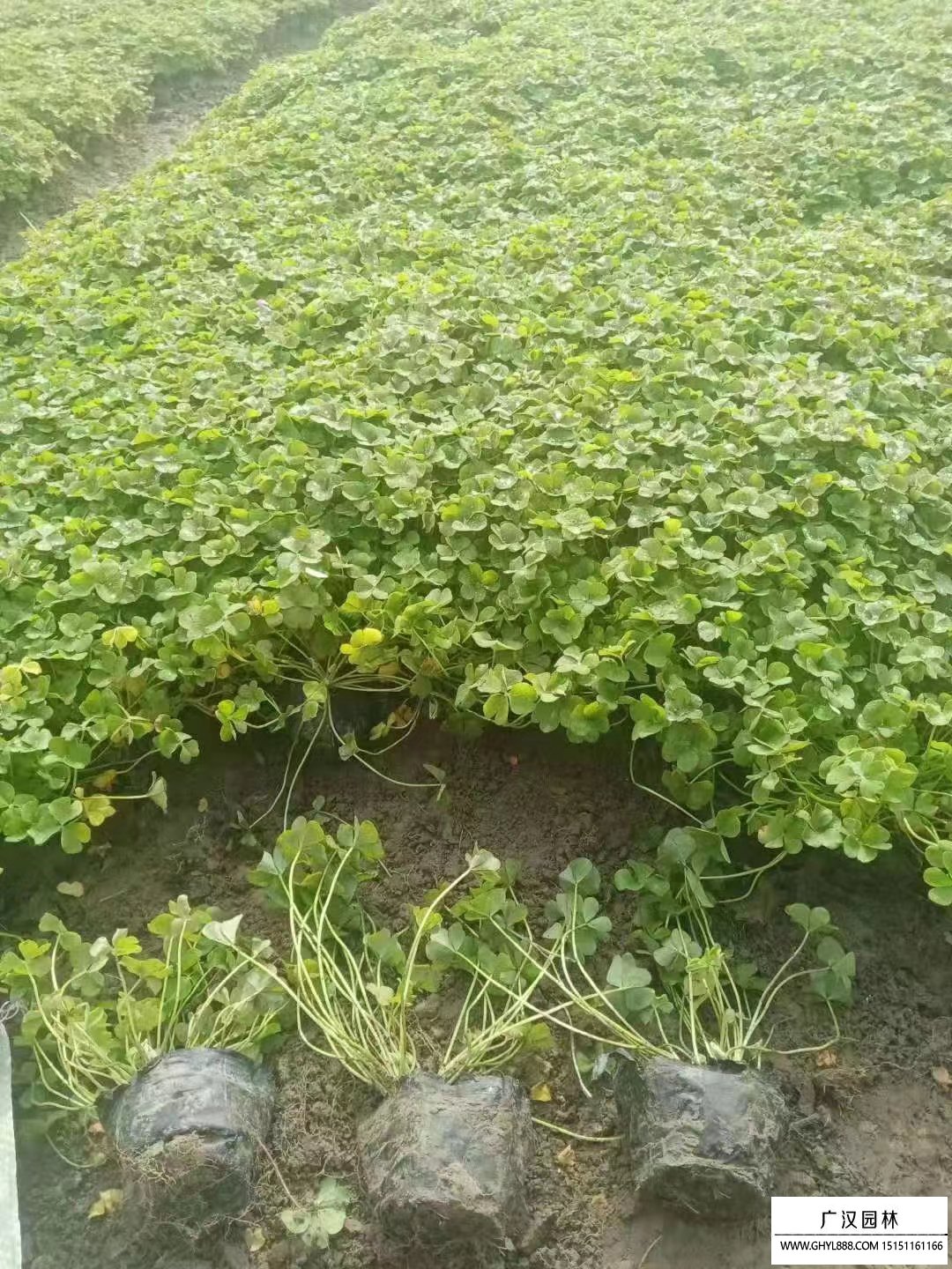 紅花醡漿草