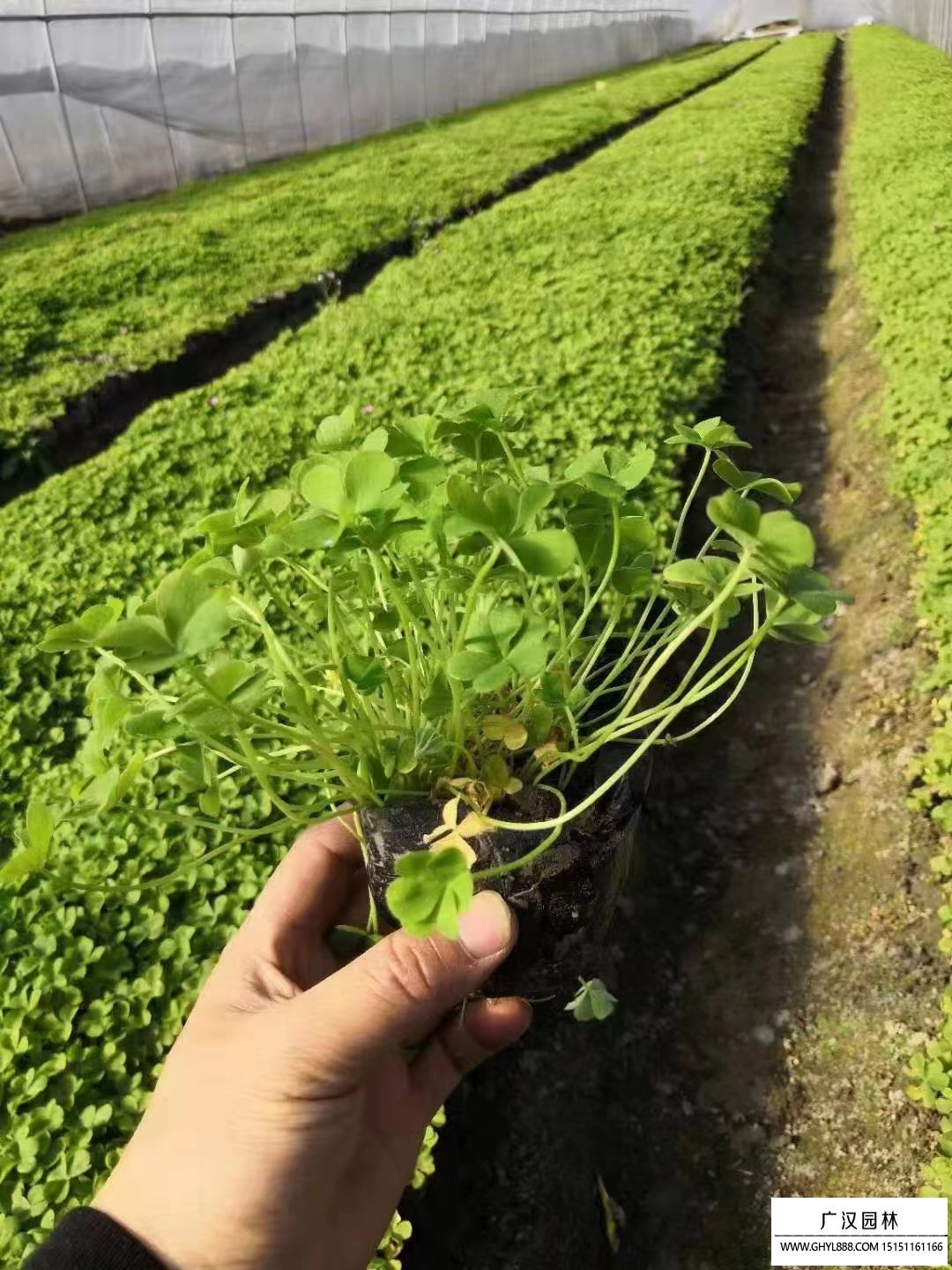 紅花醡漿草