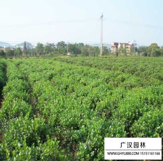 枸骨樹