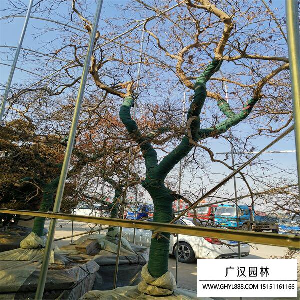 日本羽毛楓