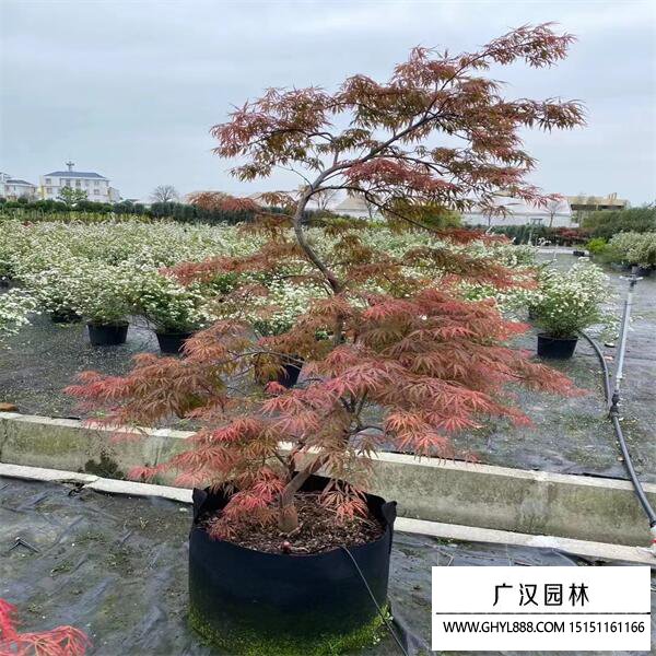 日本羽毛楓