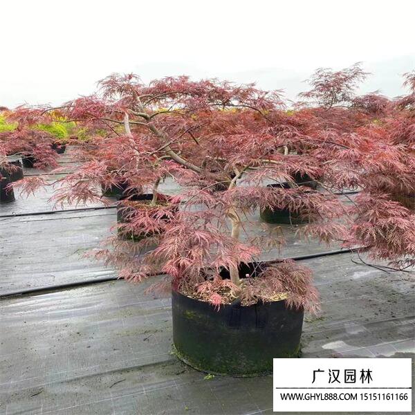 日本羽毛楓